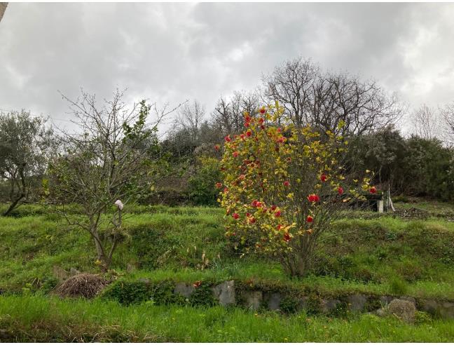 Anteprima foto 8 - Altro in Vendita a Lorsica - Figarolo
