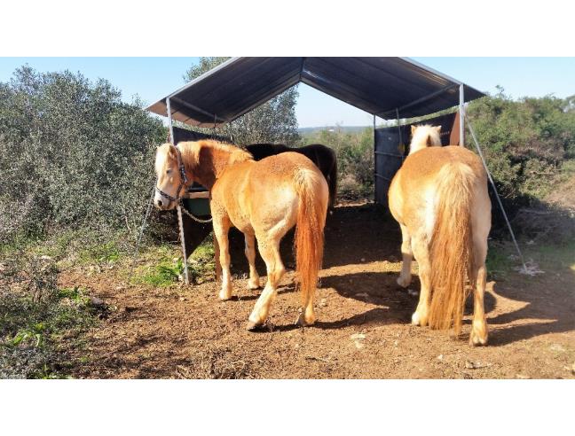 Anteprima foto 3 - Altro in Vendita a Manduria - San Pietro