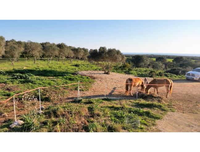 Anteprima foto 4 - Altro in Vendita a Manduria - San Pietro