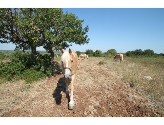 Anteprima foto 7 - Altro in Vendita a Manduria - San Pietro