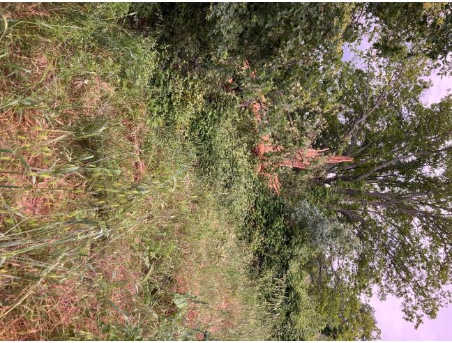 Anteprima foto 2 - Altro in Vendita a Stroncone (Terni)