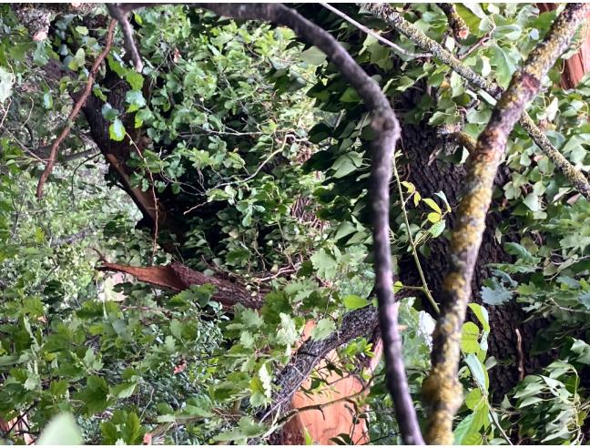 Anteprima foto 3 - Altro in Vendita a Stroncone (Terni)