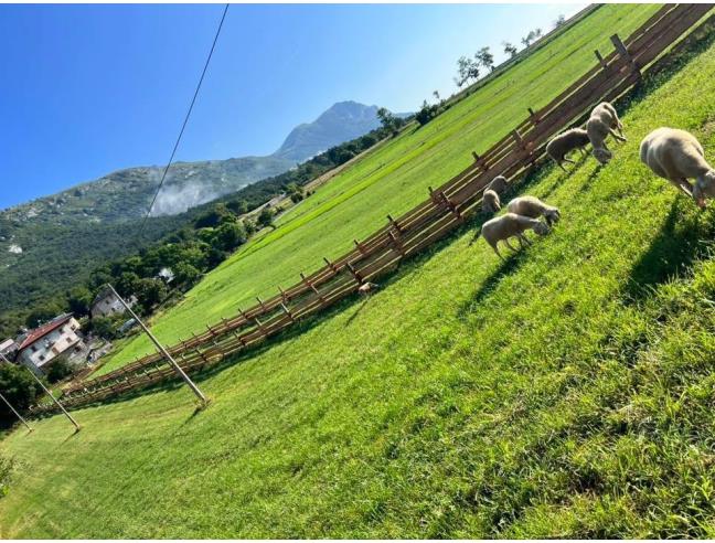 Anteprima foto 2 - Altro in Vendita a Vallelaghi - Margone