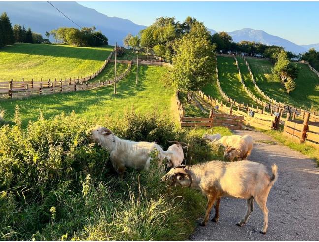 Anteprima foto 5 - Altro in Vendita a Vallelaghi - Margone