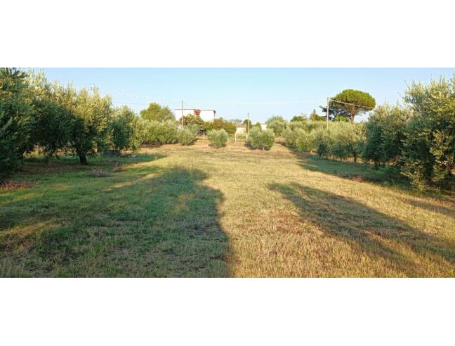 Anteprima foto 2 - Altro in Vendita a Velletri (Roma)