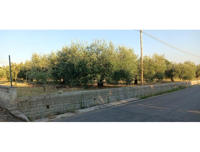 Anteprima foto 3 - Altro in Vendita a Velletri (Roma)