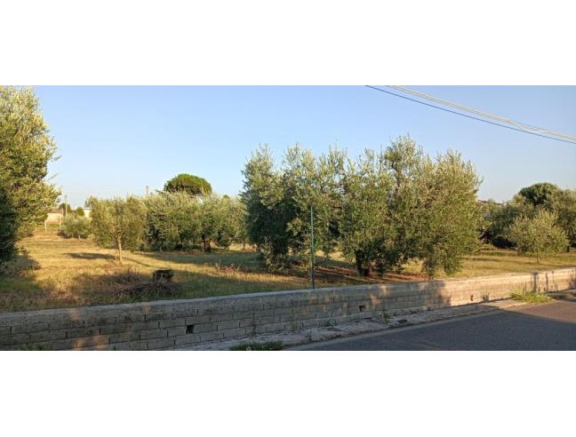 Anteprima foto 4 - Altro in Vendita a Velletri (Roma)