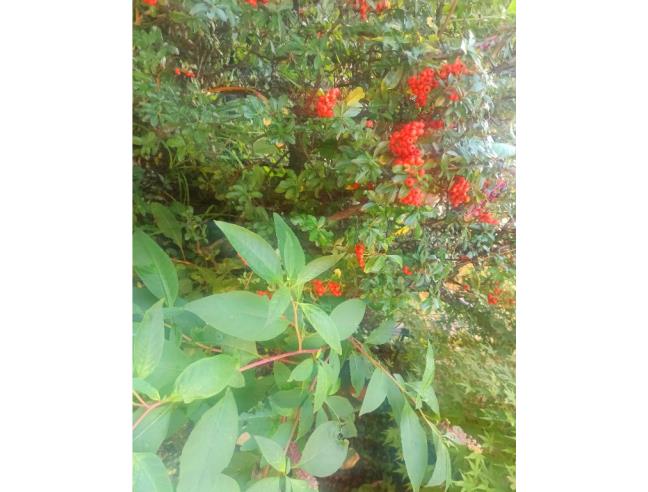 Anteprima foto 6 - Appartamento in Affitto a Genova - Sant'Eusebio