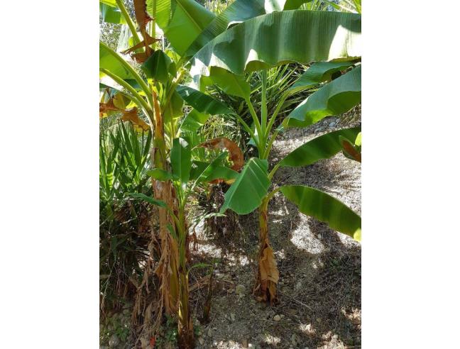 Anteprima foto 8 - Appartamento in Vendita a Cepagatti - Villanova