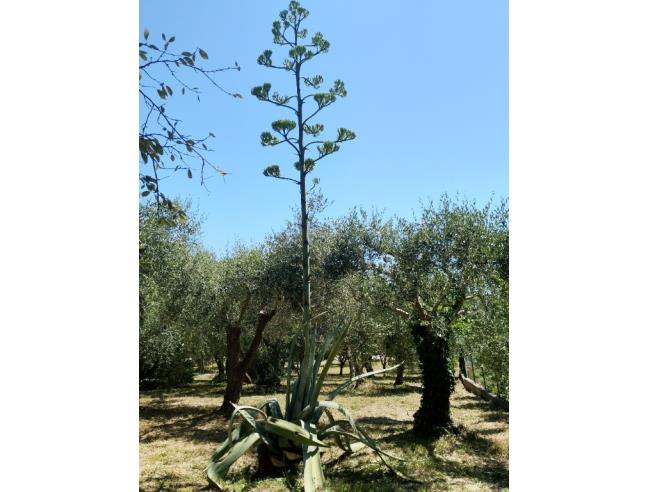 Anteprima foto 6 - Appartamento in Vendita a Diano Marina (Imperia)