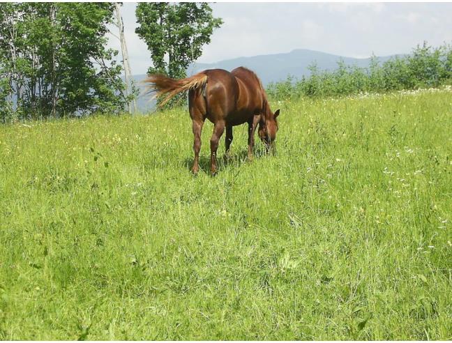 Anteprima foto 8 - Appartamento in Vendita a Fiumalbo (Modena)
