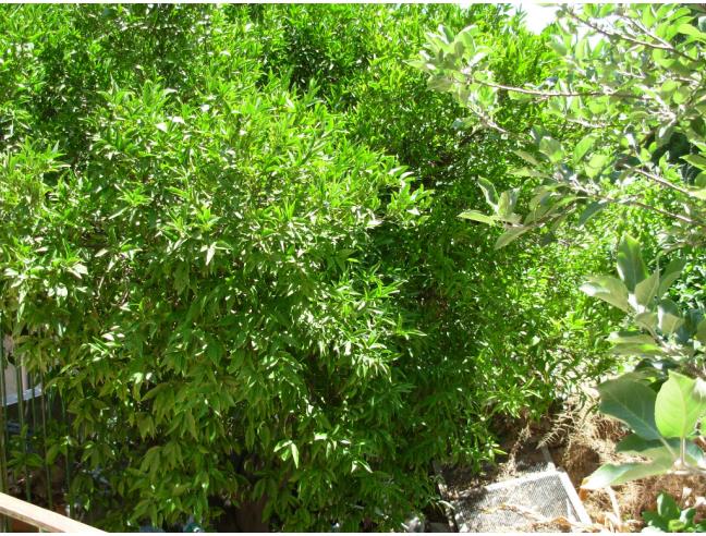 Anteprima foto 4 - Appartamento in Vendita a Gravina di Catania (Catania)