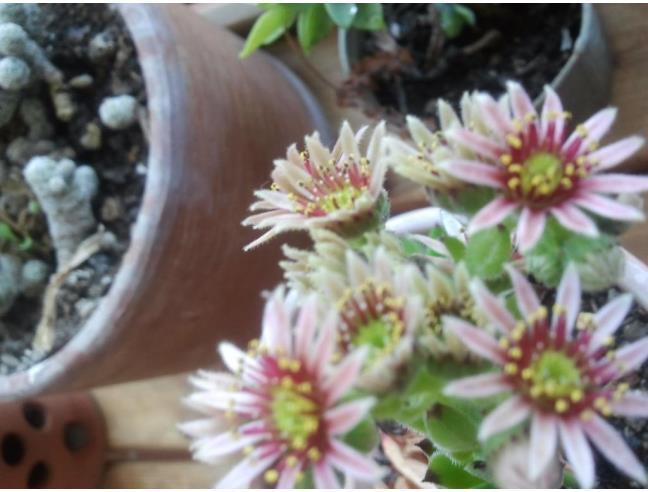 Anteprima foto 2 - Appartamento in Vendita a Ladispoli - Marina San Nicola