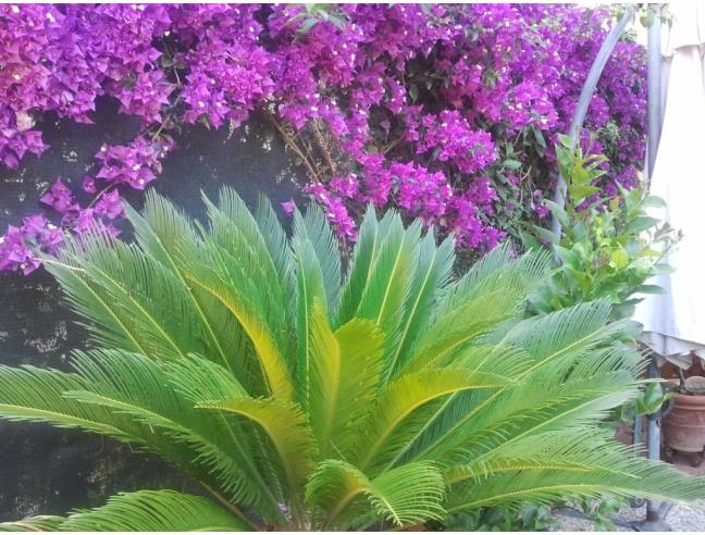 Anteprima foto 5 - Appartamento in Vendita a Ladispoli - Marina San Nicola