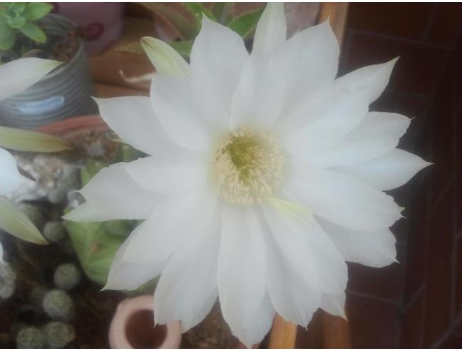 Anteprima foto 6 - Appartamento in Vendita a Ladispoli - Marina San Nicola