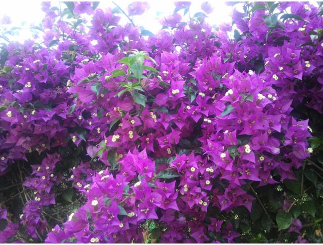 Anteprima foto 8 - Appartamento in Vendita a Ladispoli - Marina San Nicola