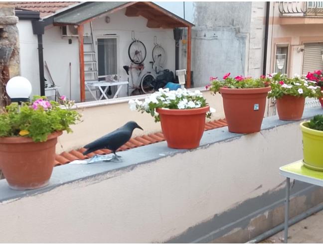 Anteprima foto 6 - Appartamento in Vendita a Lesina - Marina Di Lesina