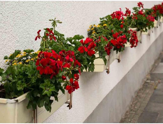 Anteprima foto 6 - Appartamento in Vendita a Milano - Certosa