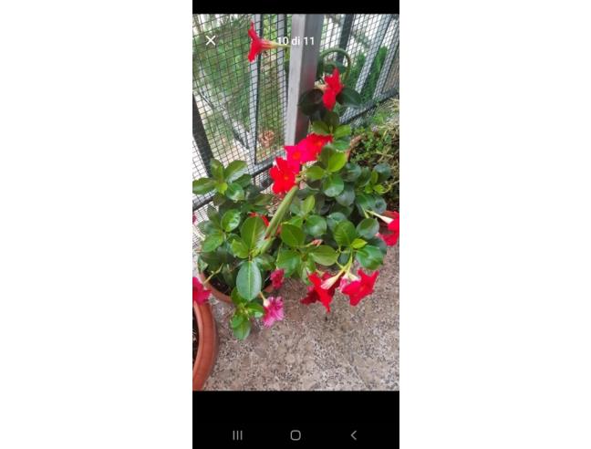 Anteprima foto 2 - Appartamento in Vendita a Osimo - San Biagio