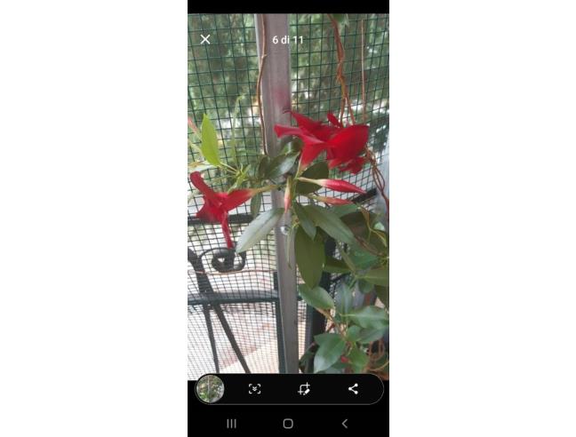 Anteprima foto 4 - Appartamento in Vendita a Osimo - San Biagio