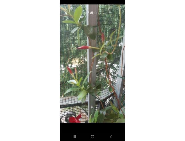 Anteprima foto 5 - Appartamento in Vendita a Osimo - San Biagio