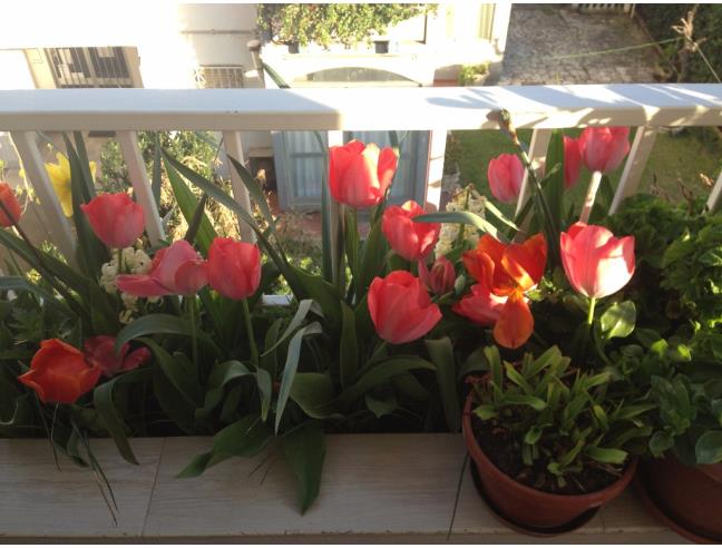 Anteprima foto 5 - Appartamento in Vendita a Pomezia (Roma)