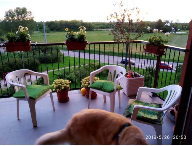 Anteprima foto 7 - Appartamento in Vendita a Pregnana Milanese (Milano)