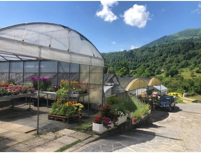 Anteprima foto 5 - Attività Azienda Agricola in Vendita a Centro Valle Intelvi (Como)