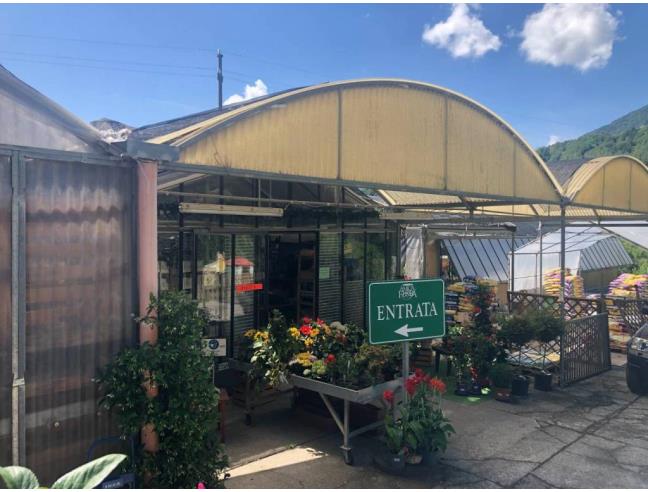 Anteprima foto 6 - Attività Azienda Agricola in Vendita a Centro Valle Intelvi (Como)