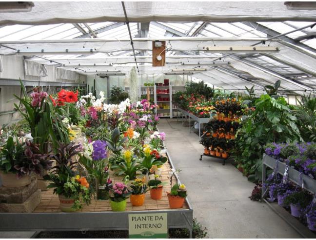 Anteprima foto 7 - Attività Azienda Agricola in Vendita a Centro Valle Intelvi (Como)