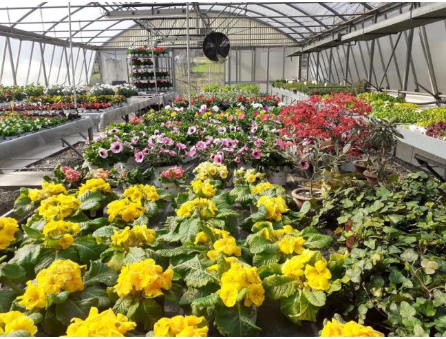 Anteprima foto 8 - Attività Azienda Agricola in Vendita a Centro Valle Intelvi (Como)