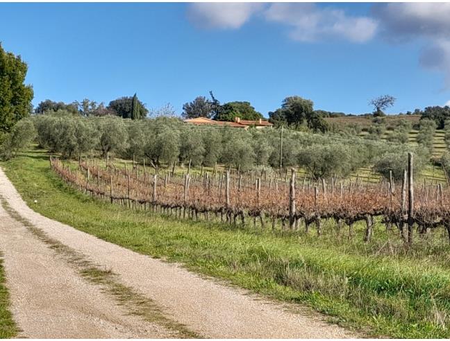 Anteprima foto 7 - Attività Azienda Agricola in Vendita a Massa Marittima (Grosseto)