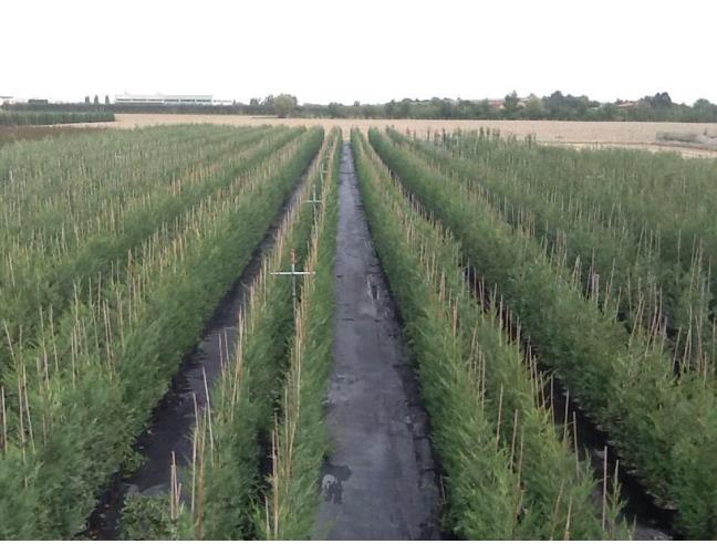 Anteprima foto 1 - Azienda Agricola in Vendita a Argenta (Ferrara)