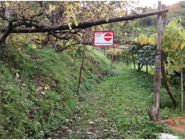 Anteprima foto 7 - Azienda Agricola in Vendita a Fosdinovo - Caprognano