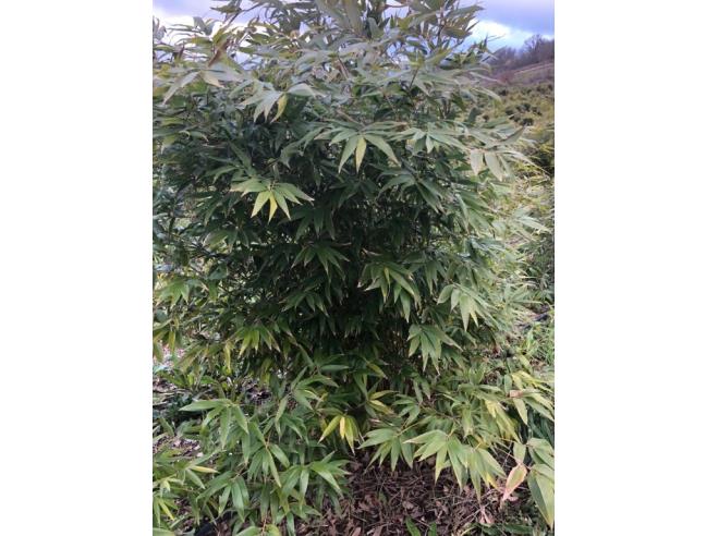 Anteprima foto 4 - Azienda Agricola in Vendita a Pisticci - Tinchi