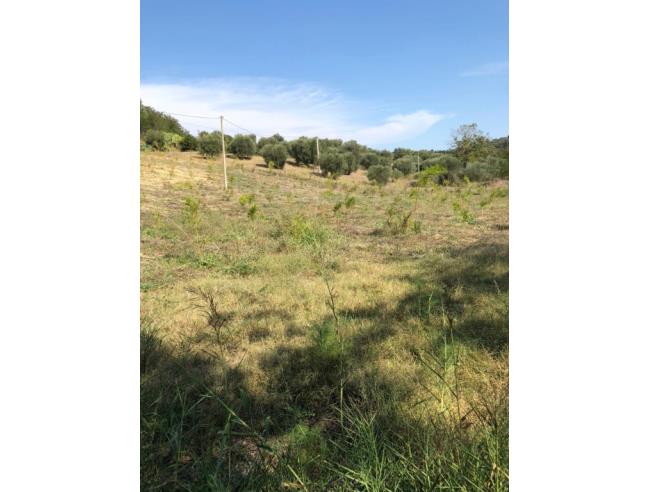 Anteprima foto 5 - Azienda Agricola in Vendita a Pisticci - Tinchi