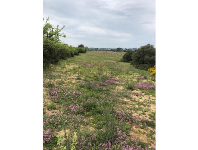Anteprima foto 7 - Azienda Agricola in Vendita a Pisticci - Tinchi
