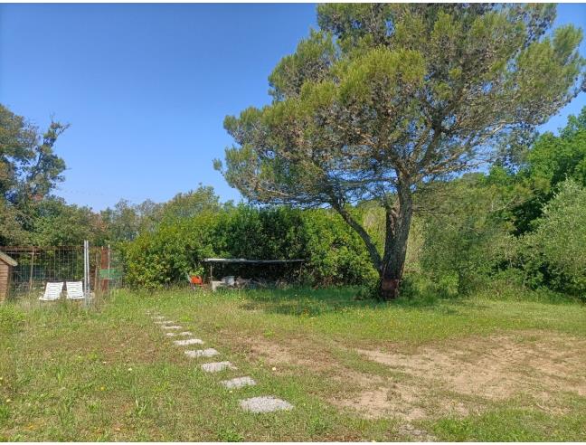 Anteprima foto 5 - Azienda Agricola in Vendita a Rosignano Marittimo (Livorno)