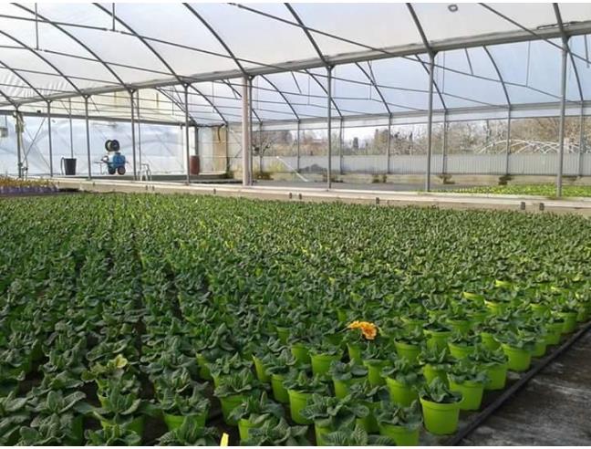 Anteprima foto 3 - Azienda Agricola in Vendita a Terni (Terni)