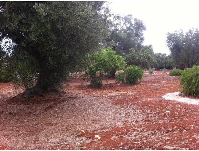 Anteprima foto 8 - Baita/Chalet/Trullo in Vendita a Carovigno - Specchiolla