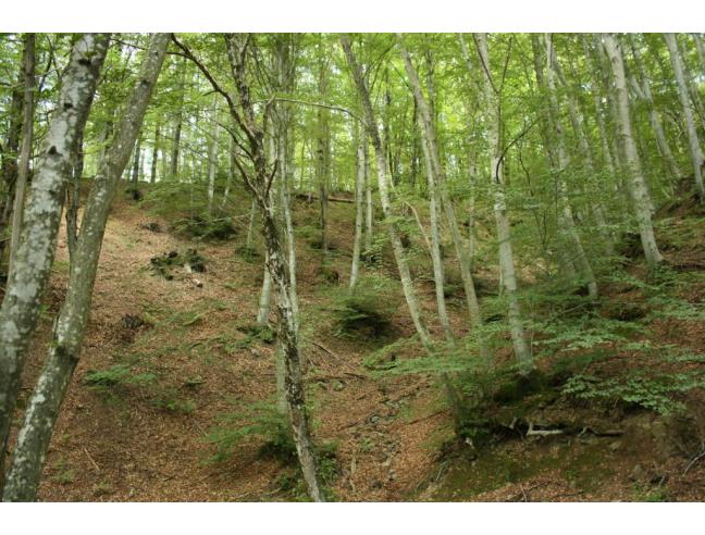 Anteprima foto 2 - Baita/Chalet/Trullo in Vendita a Villa Collemandina - Sassorosso