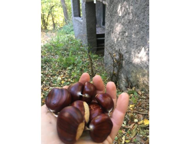 Anteprima foto 8 - Baita/Chalet/Trullo in Vendita a Villa Collemandina - Sassorosso