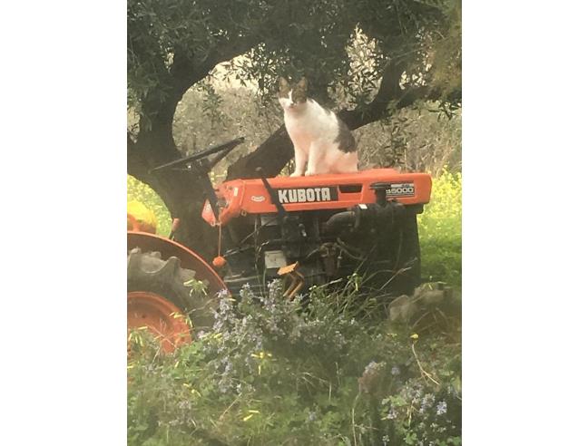 Anteprima foto 6 - Casa indipendente in Vendita a Agrigento (Agrigento)