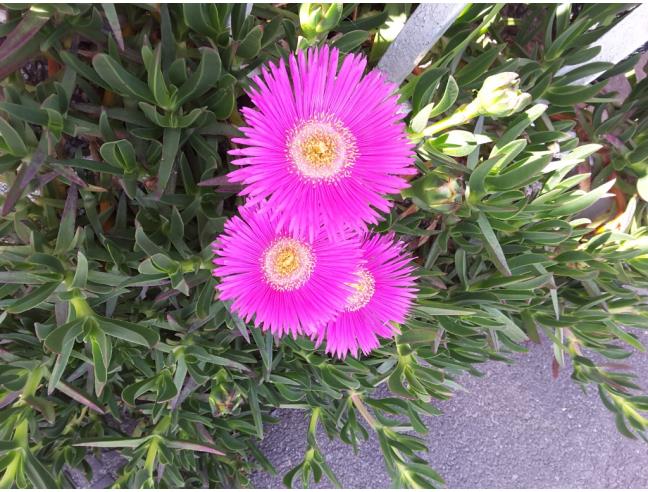 Anteprima foto 2 - Casa indipendente in Vendita a Casaletto Lodigiano - Mairano