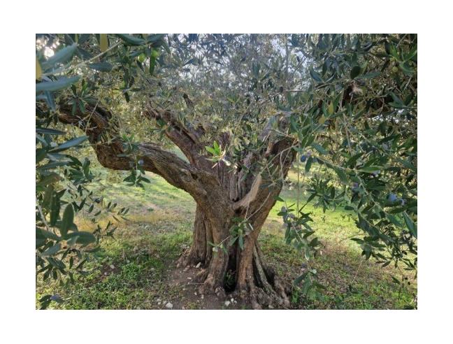 Anteprima foto 7 - Casa indipendente in Vendita a Colletorto (Campobasso)