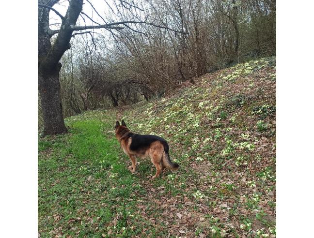 Anteprima foto 4 - Casa indipendente in Vendita a Conegliano (Treviso)