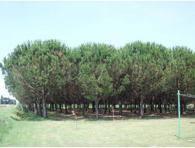 Anteprima foto 1 - Casa indipendente in Vendita a Mesola (Ferrara)