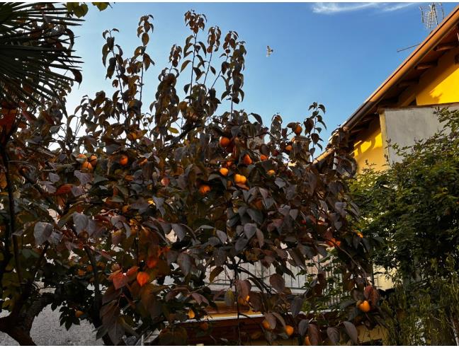 Anteprima foto 3 - Casa indipendente in Vendita a Montichiari (Brescia)