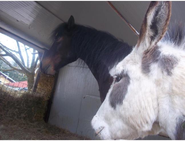 Anteprima foto 4 - Casa indipendente in Vendita a Pezzolo Valle Uzzone (Cuneo)