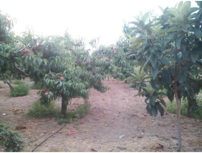 Anteprima foto 6 - Casa indipendente in Vendita a Pula - Is Molas